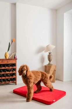 Hondenbed In Uitneembare Microfiber Gemaakt In Italië - Eenvoudig -Slide Shop cuccia per cani da interno in microfibra sfoderabile made in italy semplice 1